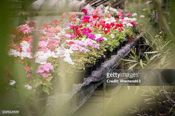 geranium in greenhouse of a plant nursery - gärtnerei stock-fotos und bilder