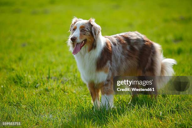 australian shepherd standing on a meadow - australische herder stockfoto's en -beelden