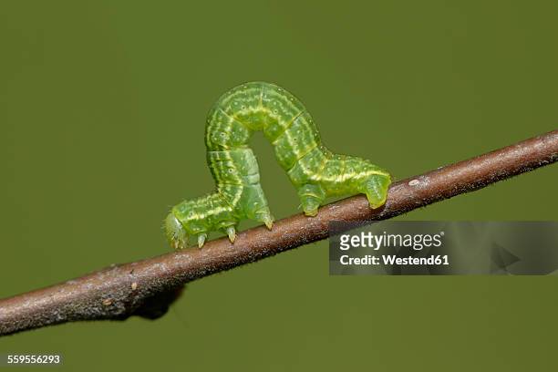 alsophila aescularia on a twig - larva imagens e fotografias de stock