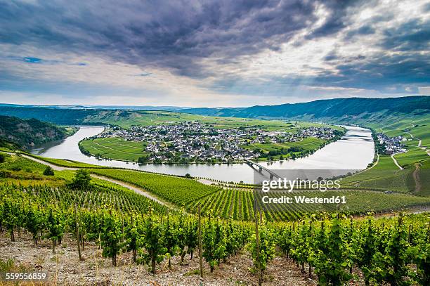 germany, rhineland-palatinate, moselle valley, river bend at minheim - mosel valley stock pictures, royalty-free photos & images