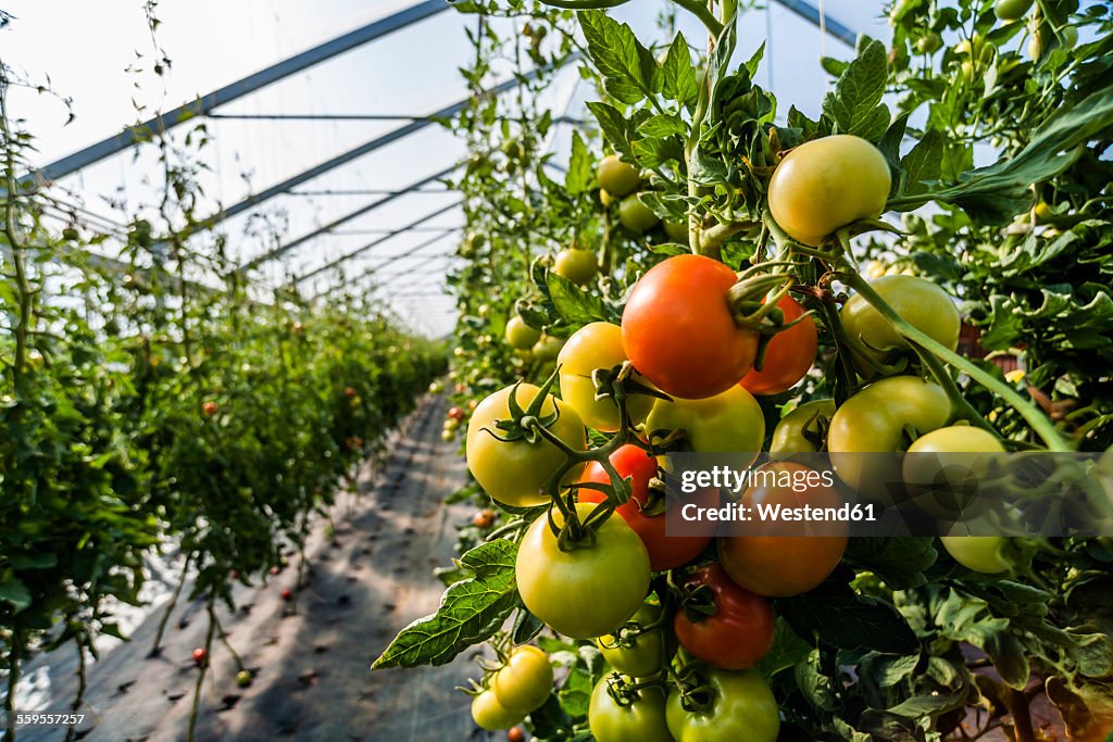 Germany, Organic tomatoes growing in greenhouse