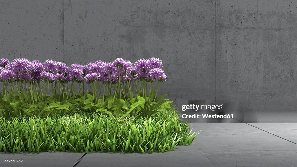 Meadow with purple blossoms in between concrete surrounding, 3D Rendering