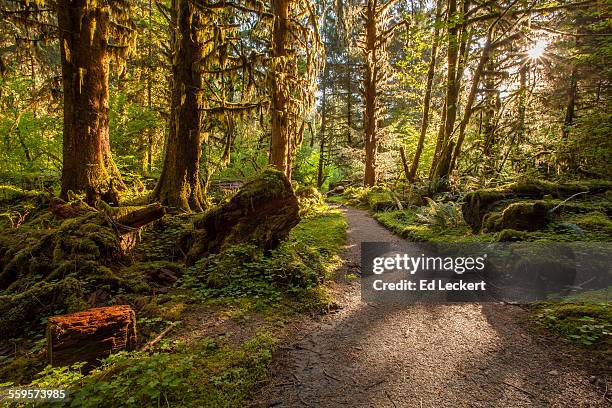 rainforest trail, olympic national park - leckert fotografías e imágenes de stock