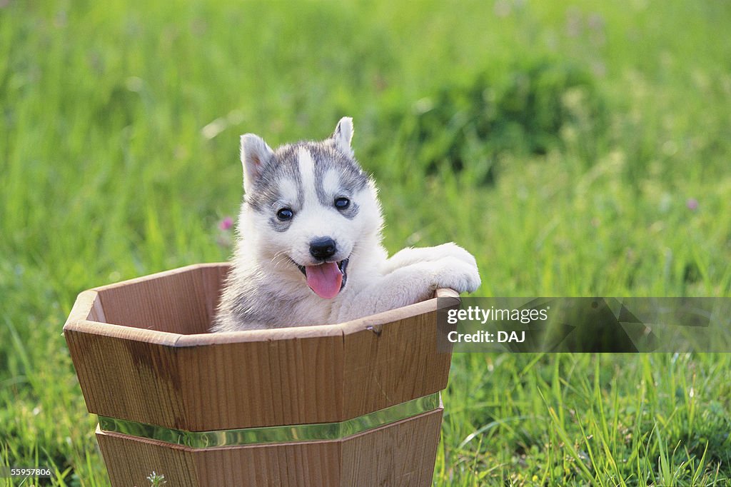 Siberian Husky