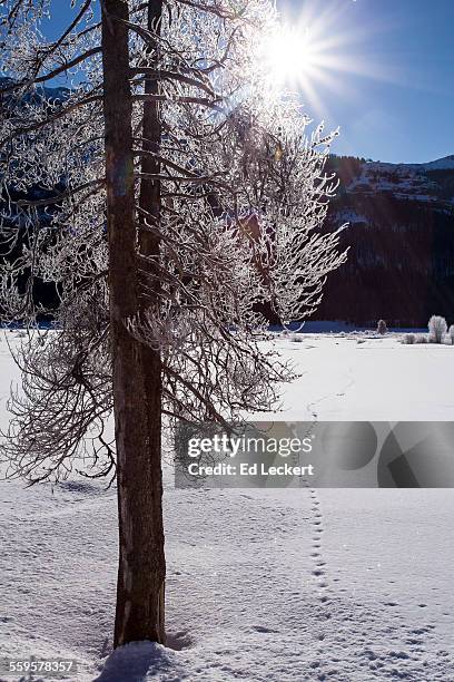 tracks by a tree, yellowstone national park - leckert 個照片及圖片檔