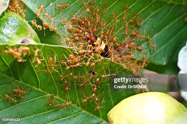 oecophylla smaragdina ants hunting wasp - weberameise stock-fotos und bilder