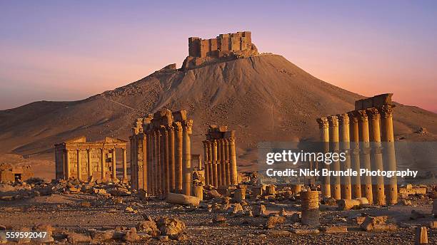 palmyra, syris - palmera stockfoto's en -beelden