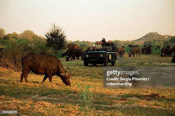 african buffalo (cyncerus caffer), mala mala game reserve, sabi sand park, south africa, africa - an ox stock-fotos und bilder