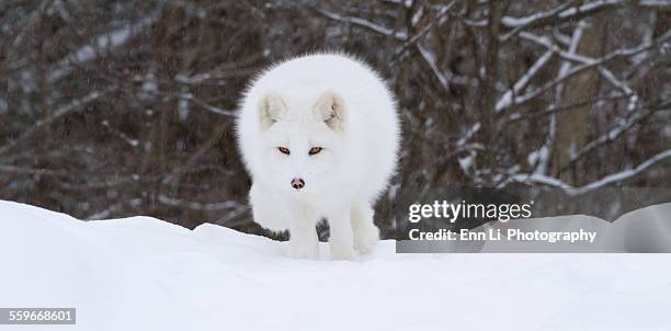 arctic fox facing the camera - comportamento animale foto e immagini stock