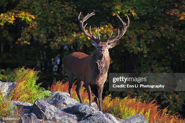 wild bull elk - alce fotografías e imágenes de stock