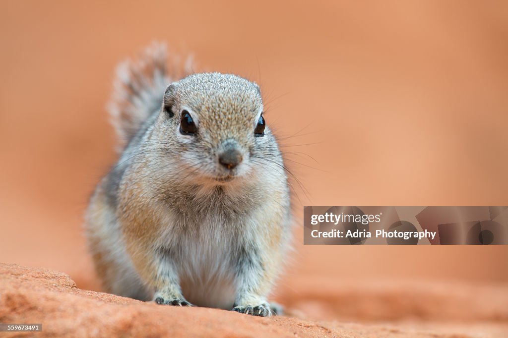 Antelope white-tailed squirrel