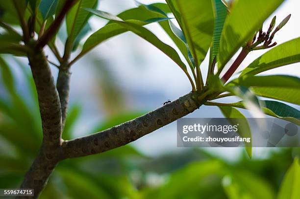 Anto Tree Ant Tree Photos and Premium High Res Pictures - Getty Images