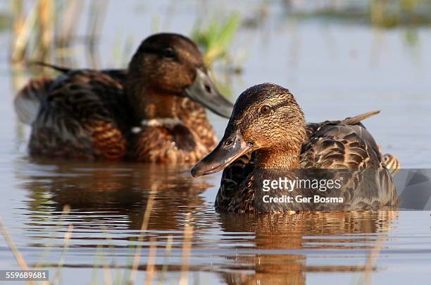 mallards at eye-level - groningen province stock pictures, royalty-free photos & images