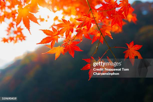 fall foliage in japan - accero rosso foto e immagini stock