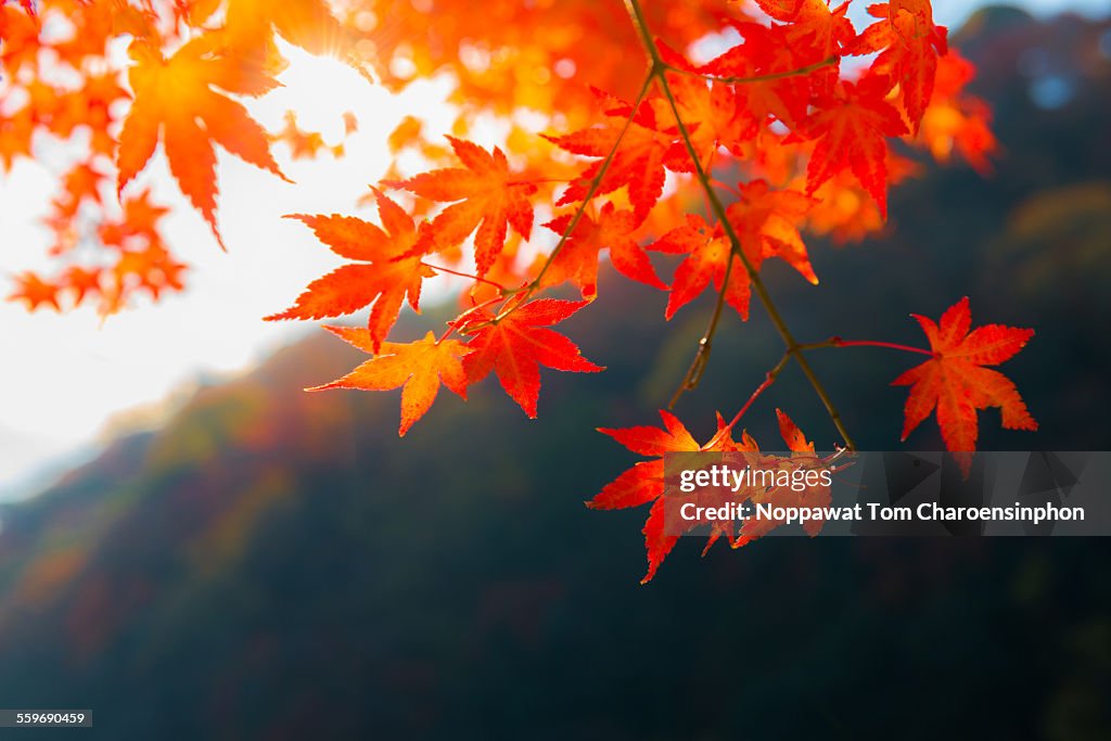 Fall foliage in Japan