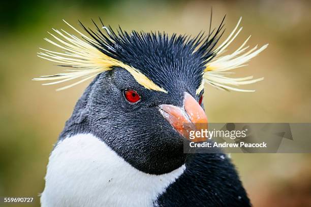 rockhopper penguin, west point island - rockhopper penguin stock pictures, royalty-free photos & images