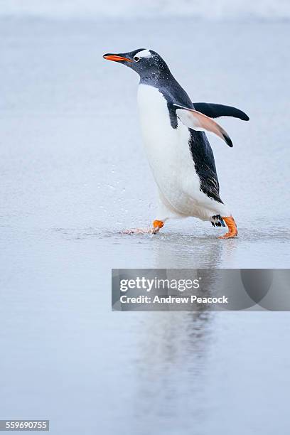 gentoo penguin on the beach - gentoo penguin stockfoto's en -beelden