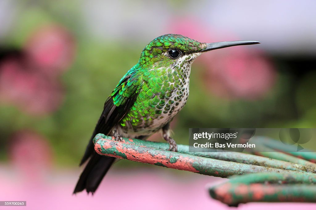 Green Crowned Brilliant High Res Stock Photo Getty Images green-crowned-brilliant-high-res-stock-photo-getty-images