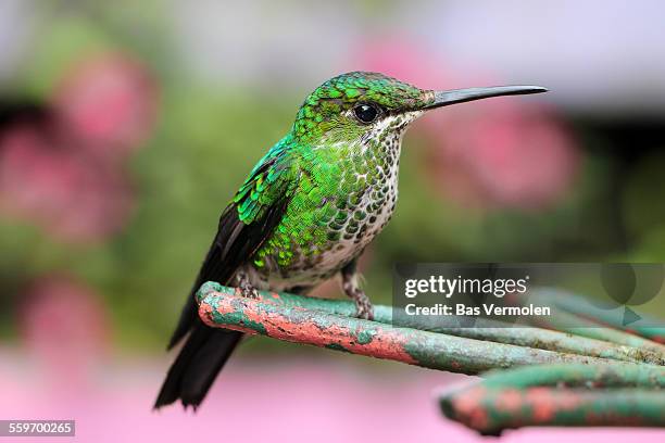 green crowned brilliant - green crowned brilliant hummingbird stock pictures, royalty-free photos & images