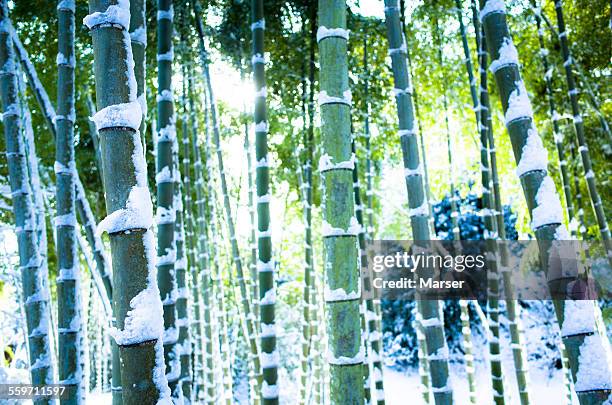 bamboo trees covered with snow - kyoto covered with first snow of the season imagens e fotografias de stock