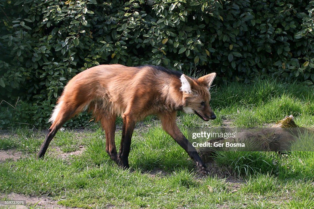 Maned Wolf Hunting