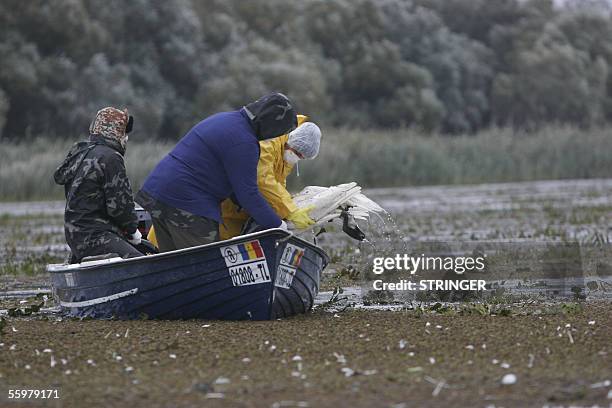 Vets pick-up a death swan presumably infected with the bird-flu virus from the lake Obretinu Mic, near Crisan village in the Danube's Delta , 19...