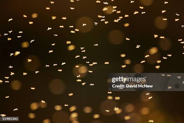 Mosquitoes swarm on the east shore of the Salton Sea, one of the first places where West Nile Virus arrived to the state, on October 22, 2005 across...