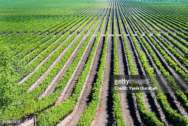 winery wine grapes napa valley california - moet et chandon vineyard stock pictures, royalty-free photos & images