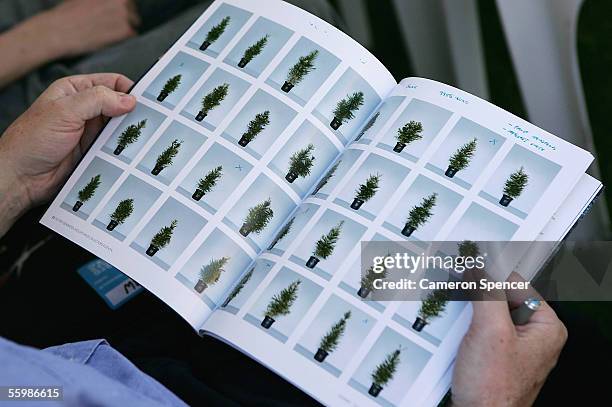 Bidder looks at the different lots on offer during the Sotheby's Wollemi Pine auction of 292 first generation collectors edition trees at the Sydney...