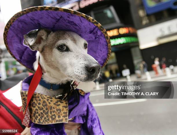 New York, UNITED STATES: Merv, dressed as a pimp, is shown off during the !st Annual Dog Day Masquerade canine costume contest to promote Animal...