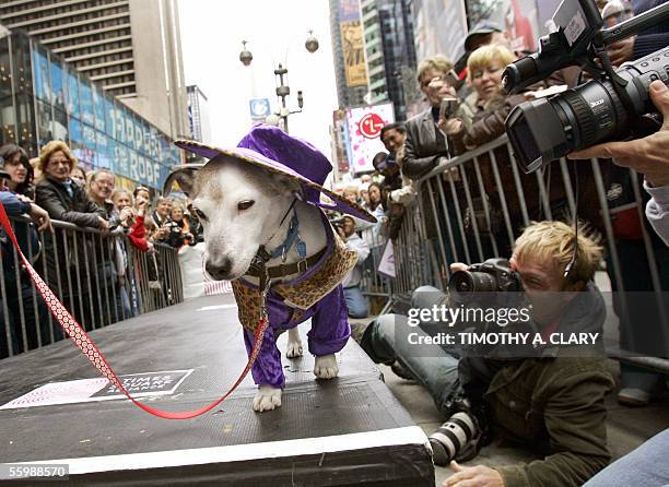 New York, UNITED STATES: Merv, the Jack Russell terrier, dressed as a pimp walks the runway during the 1st Annual Dog Day Masquerade canine costume...