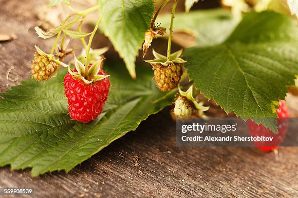 Red Raspberry Branch 110 Raspberry Branch Stock Photos, High-Res Pictures, and Images ...