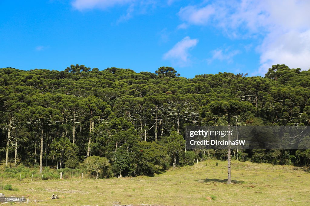 Araucarias, Serra Gaucha, Brazil