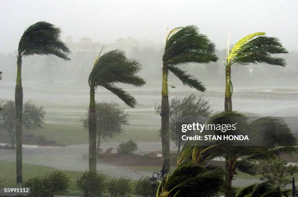 Naples, UNITED STATES: Palm trees at a hotel bend in the fierce winds, 24 October as Hurricane Wilma slams into Naples, Florida. Hurricane Wilma...