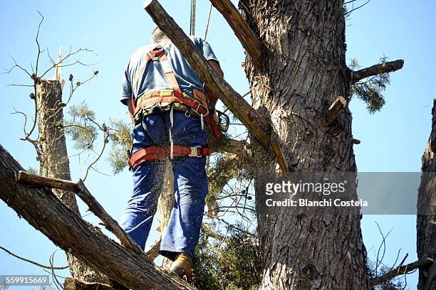 worker pruning a branch of a pine tree - beskära bildbanksfoton och bilder