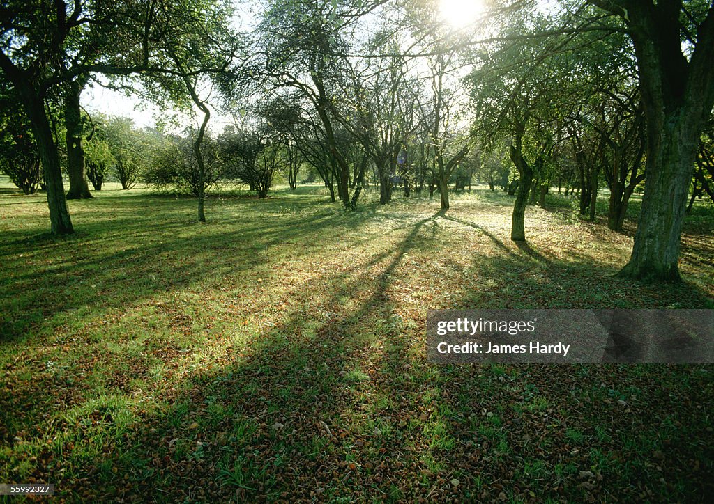 France, Picardy, trees in field with sun shining through branches.