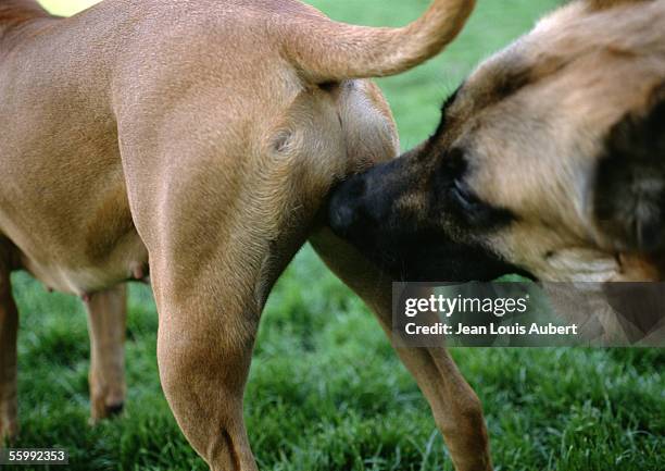 dog sniffing other dog's rear, close-up - rear end foto e immagini stock