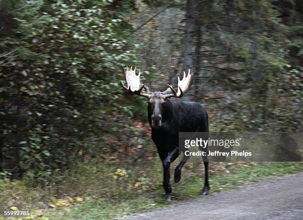 Bull Moose walks on Bunn Trail near the Gunflint Trail October 2, 2005 near Grand Marais, Minnesota.