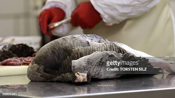 An employee of the Regional Investigation Institute in Koblenz dissects a grey goose on 25 October 2005 at the Institute, where the animal was...