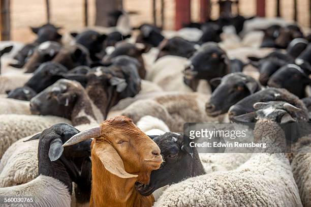 out of place goat - goat stock pictures, royalty-free photos & images