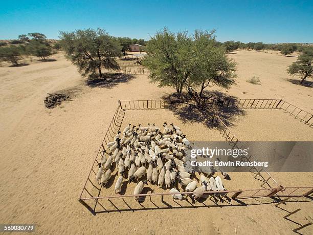 428 Sorting Sheep Stock Photos, High-Res Pictures, and Images - Getty ...
