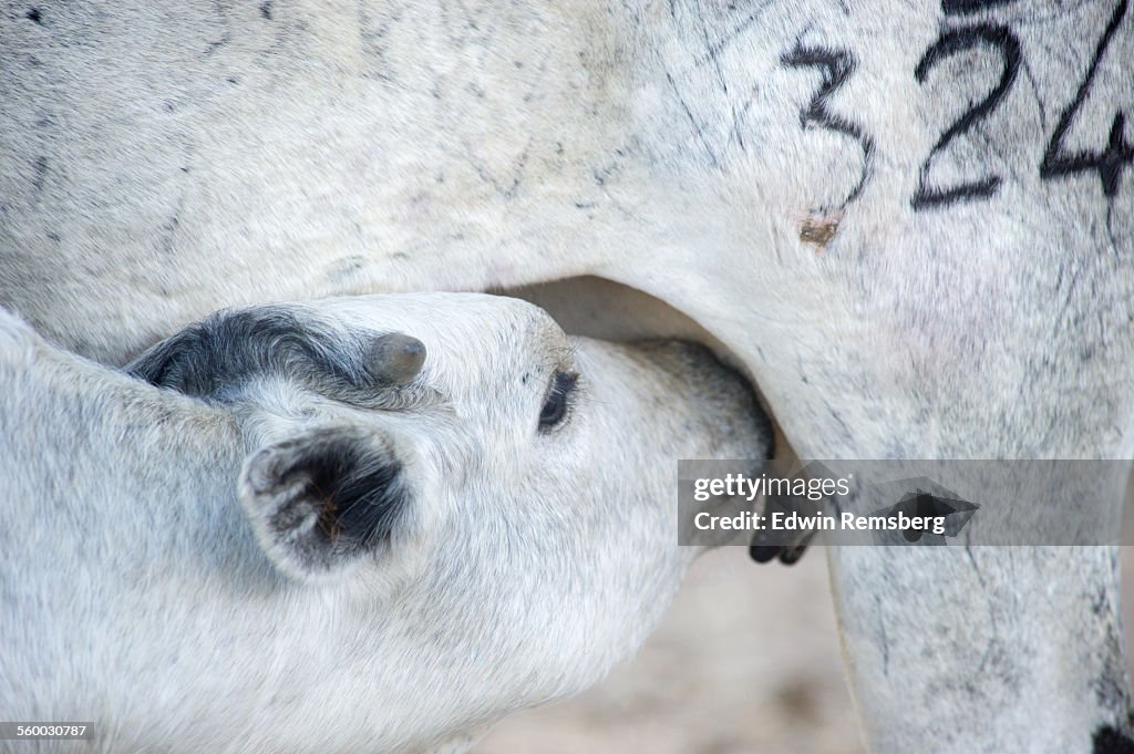 Nursing calf