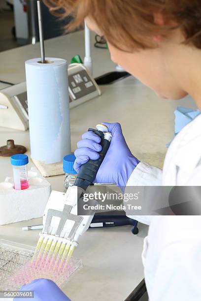 female scientist using a multi pipette in lab - cytokine stock pictures, royalty-free photos & images