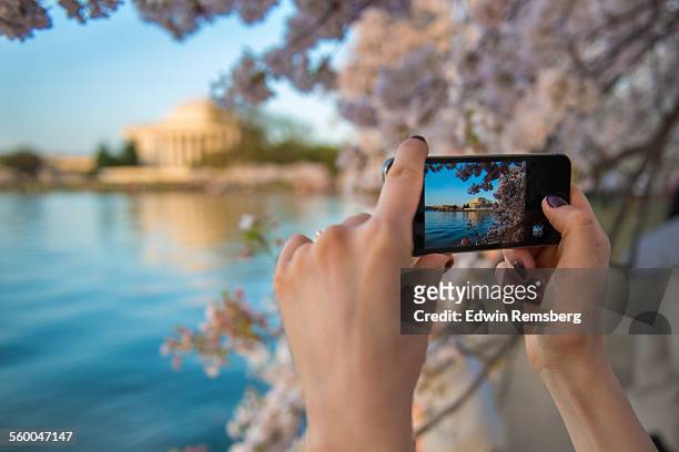 cherry blossoms captured - タイダルベイスン ストックフォトと画像