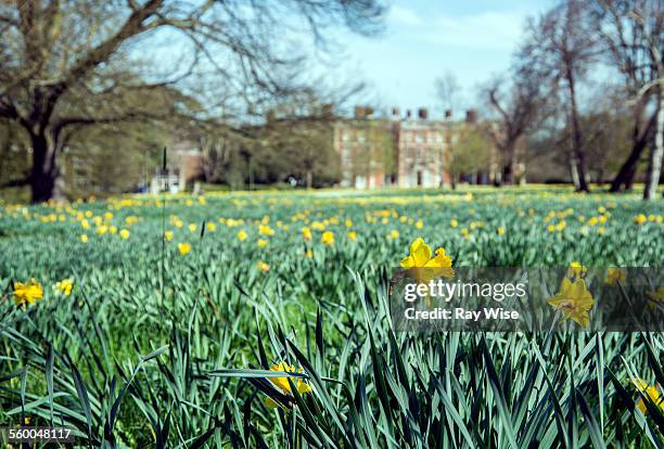 daffodils in trent park - enfield stock-fotos und bilder