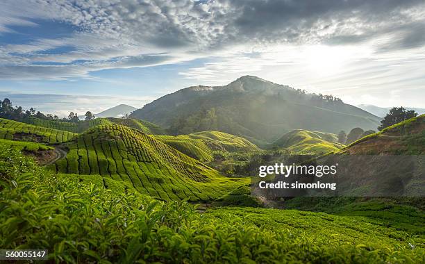 tea plantation in the cameron highland - cameron highlands stock pictures, royalty-free photos & images