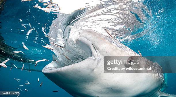 getting close - whale shark stock pictures, royalty-free photos & images
