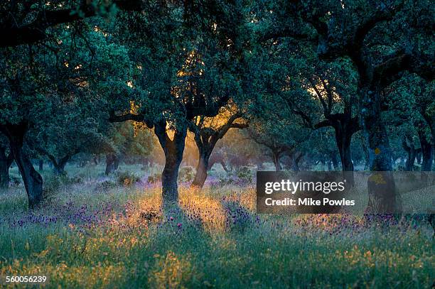 cork oak dehesa with french lavender - extremadura stockfoto's en -beelden