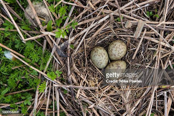 black-headed gull nest and eggs - water bird stock pictures, royalty-free photos & images