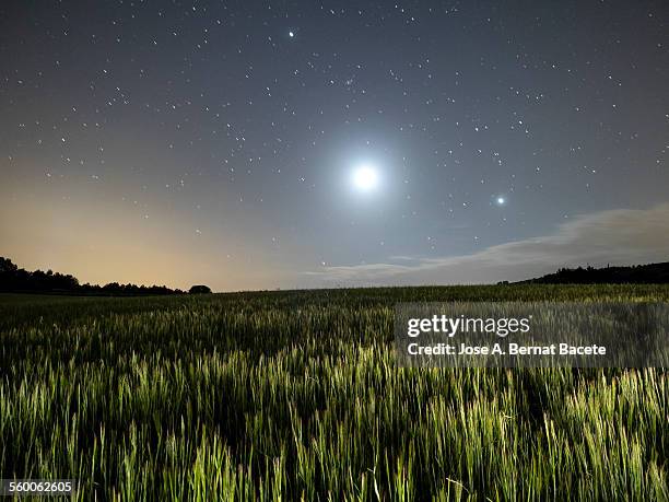 wheat field illuminated by the moonlight - clear sky night stock pictures, royalty-free photos & images